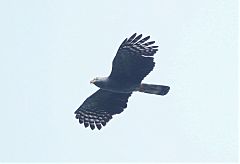 Hook-billed Kite